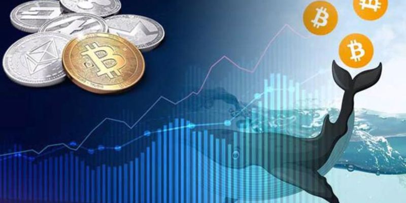 cá mập trong thị trường crypto